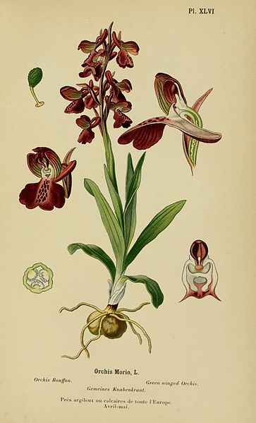 Orchis, giovane focoso e bello; dai suoi resti nacque la prima orchidea